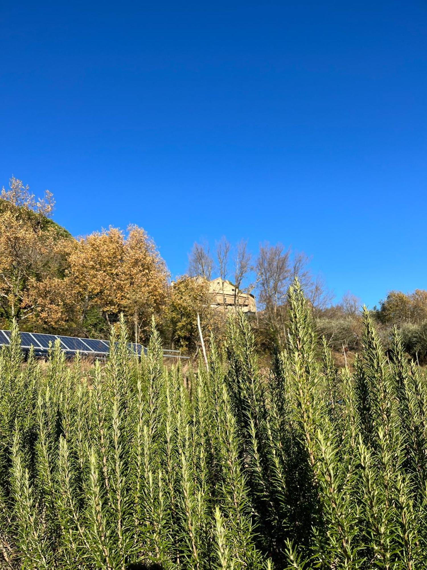 Bio Agriturismo Alba Etrusca Di Cortona - Organic Farmhouse- Appartamento Lavanda-Appartamento Rosmarino - Vasca Idromassaggio Esterna Poggioni Esterno foto